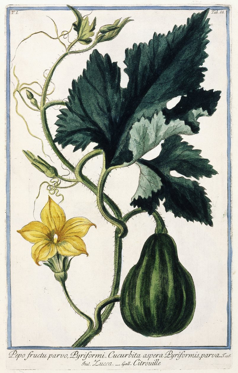 En pumpa, 1772-1784 av Italian School