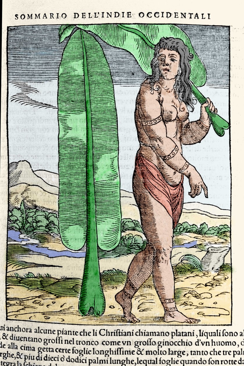 En västindisk inföding som står vid ett tobaksblad. Gravyr från boken "" Navigationi och Viaggi"" vol. III av Giovanni Battista Ramusio (1485-1557), Venedig 1565. av Italian School