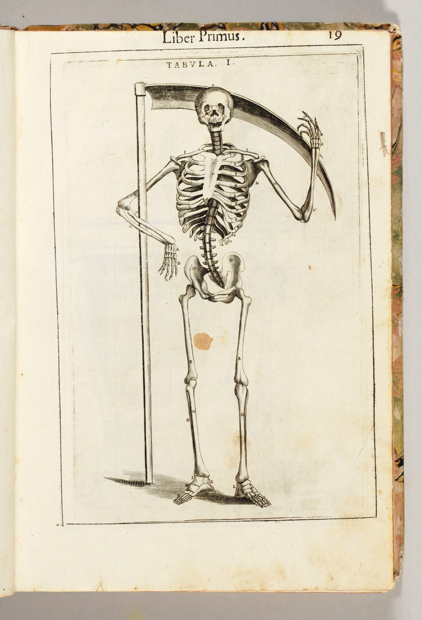 Ett skelett som håller en lie i stil med en grim skördare, från "The Anatomy of the Human Body" av Guido Guidi av Italian School