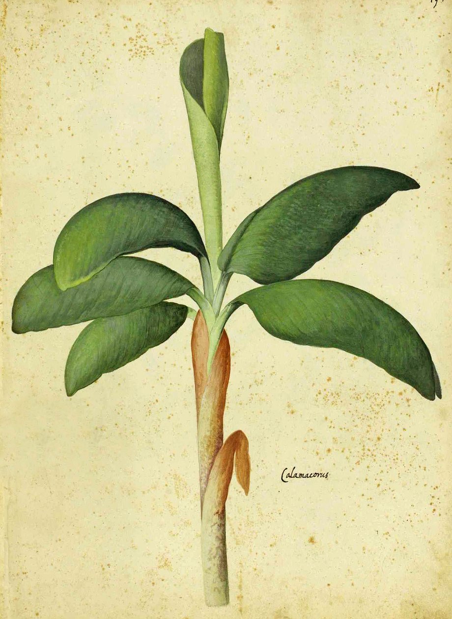 Acorus calamus av Ulisse Aldrovandi av Italian School