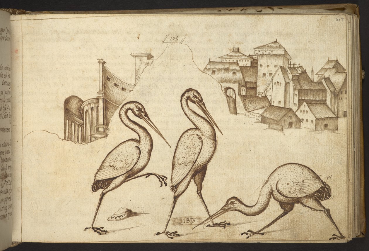 Lägg till. 82955, f.107   Ibisar (