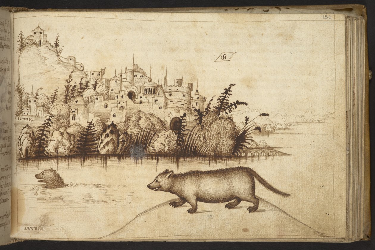 Lägg till. 82955, f.150 Uttrar (