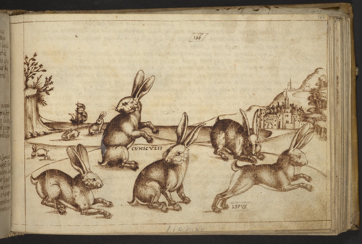 Lägg till. 82955, f.165 Kaniner (