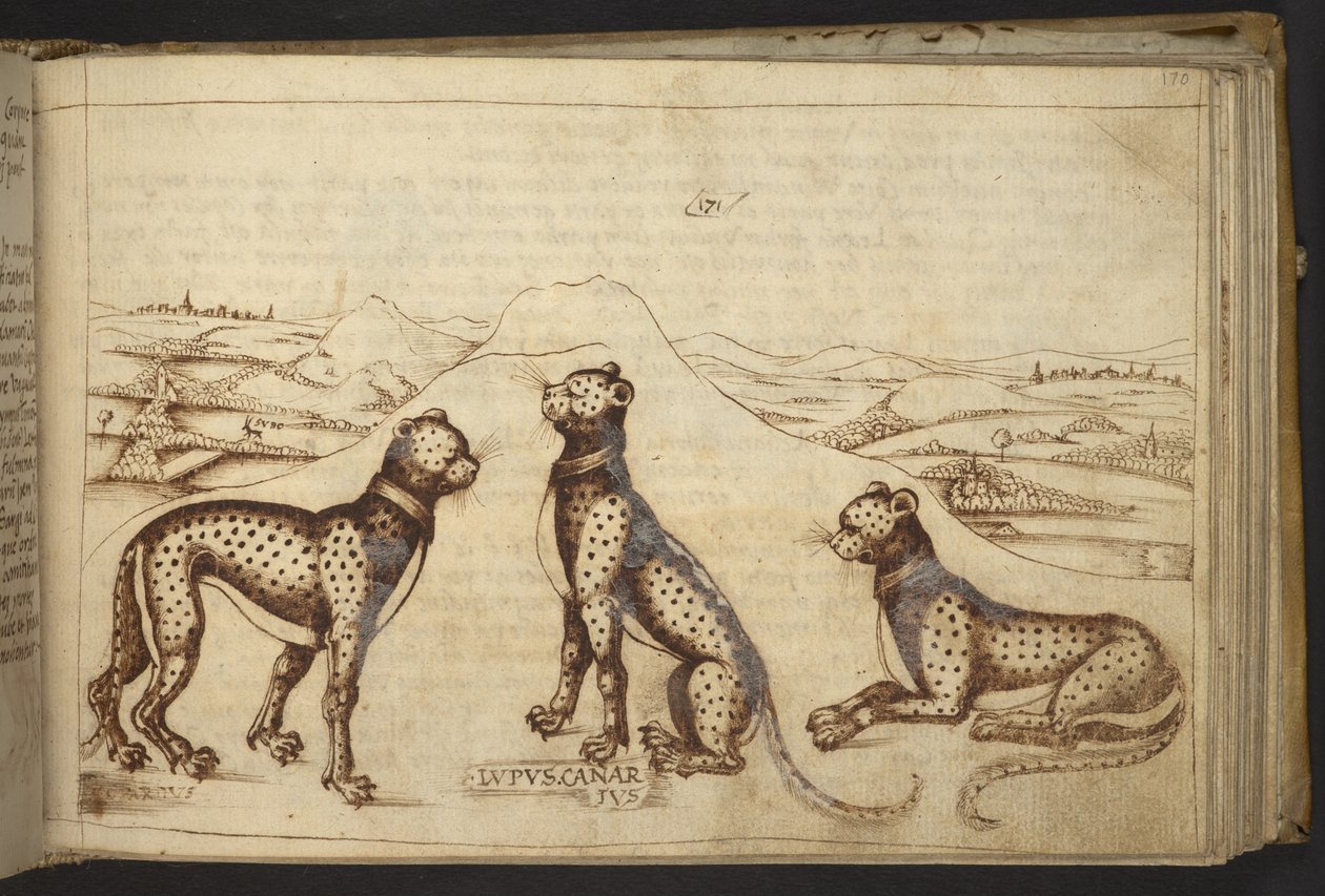 Lägg till. 82955, f.170 Panther (