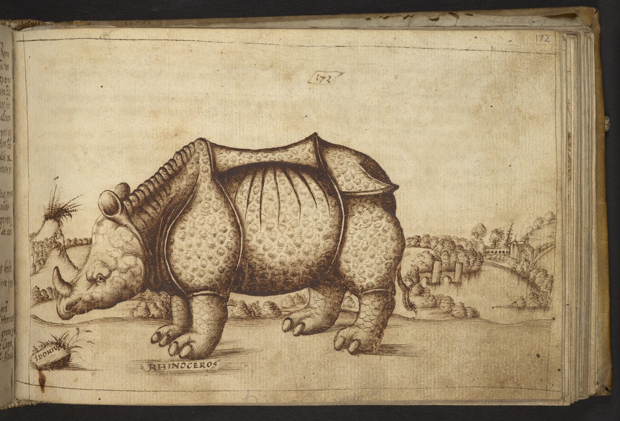 Lägg till. 82955, f.172 Noshörning., från Historia Animalium av Italian School