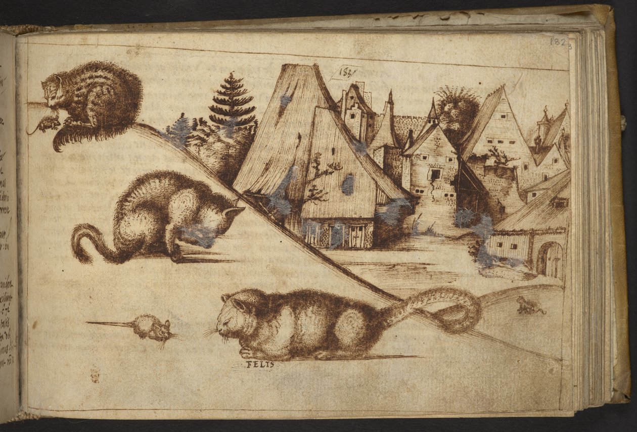 Lägg till. 82955, f.182 Katter som fångar möss (