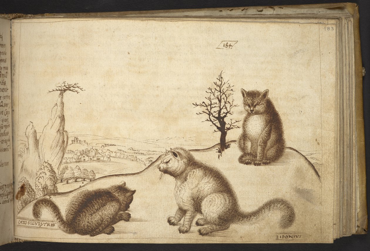 Lägg till. 82955, f.183 Vilda katter (