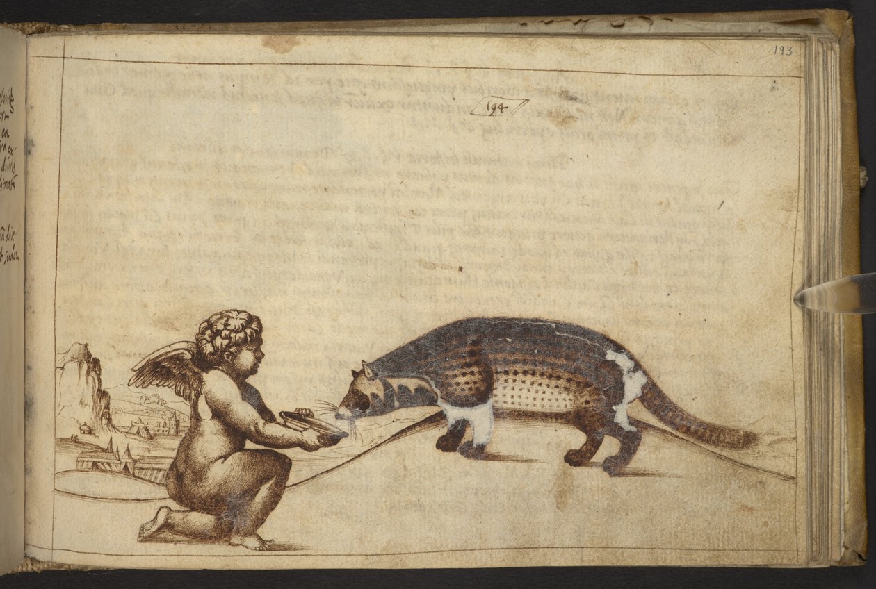 Lägg till. 82955, f.193   Kerub och en varelse.  , från Historia Animalium, (bestående av 245 ritningar med penna och bläck av olika djurarter och mytiska varelser, var och en åtföljd av en beskrivning.)    1595 av Italian School