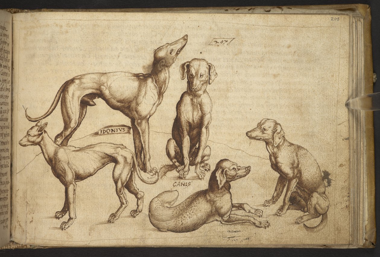Lägg till. 82955, f.206 Hundar av olika raser ("canis").  , från Historia Animalium, (bestående av 245 ritningar med penna och bläck av olika djurarter och mytiska varelser, var och en åtföljd av en beskrivning.)    1595 av Italian School