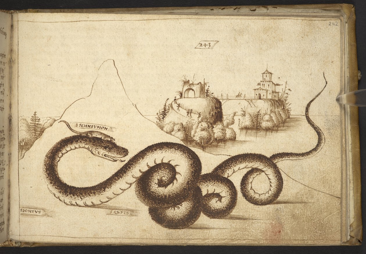 Lägg till. 82955, f.242 En orm (