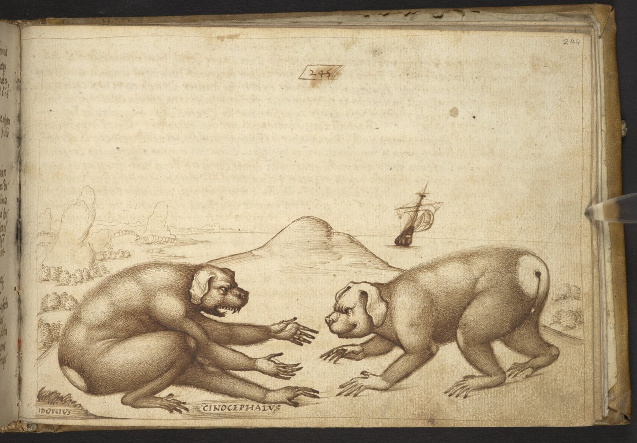 Lägg till. 82955, f.244 Hundliknande varelser som slåss (