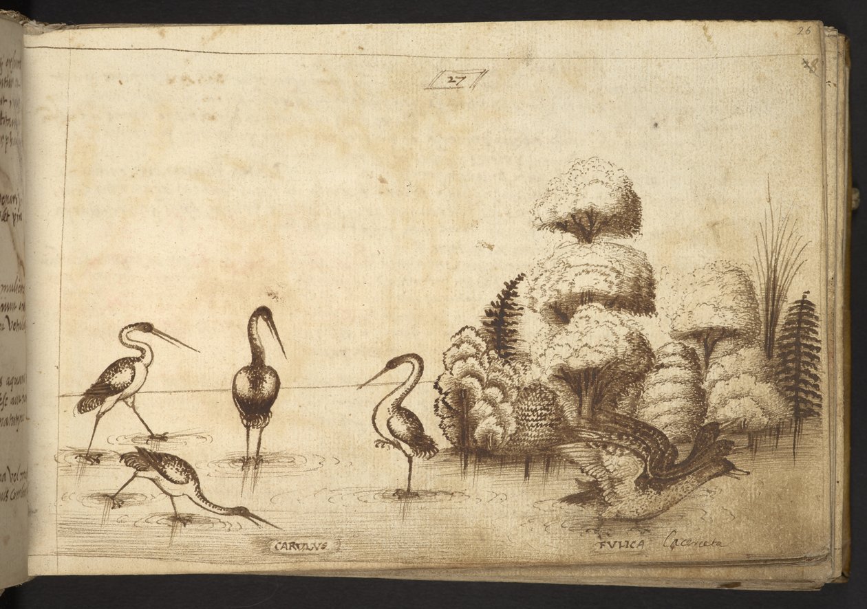 Lägg till. 82955, f.26 Vadarfåglar (