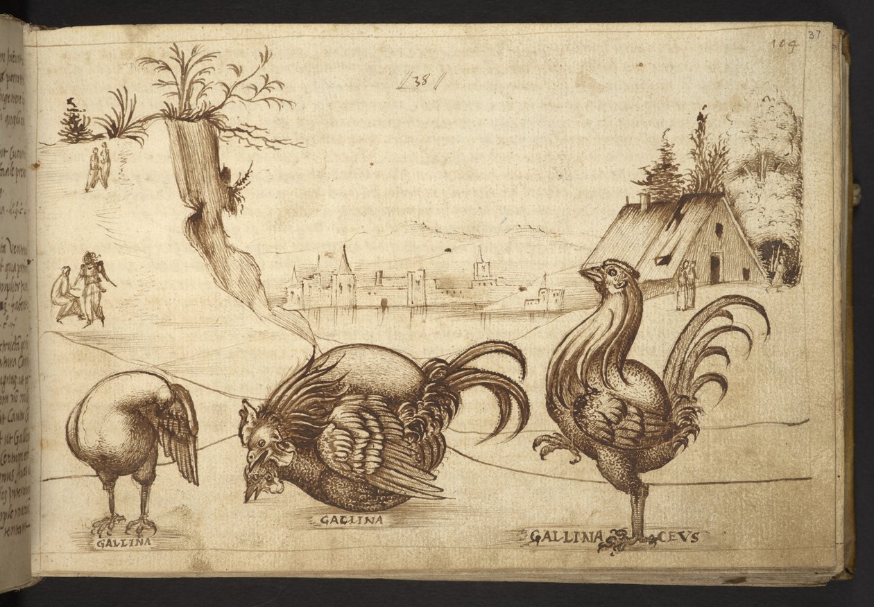 Lägg till. 82955, f.37   Kycklingar (