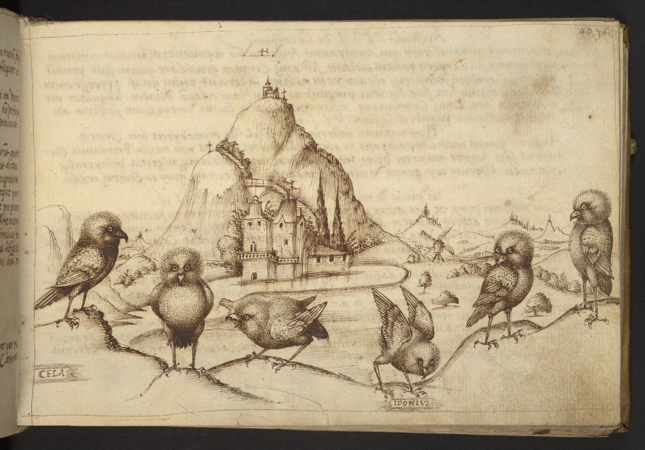 Lägg till. 82955, f.40 Fåglar. (