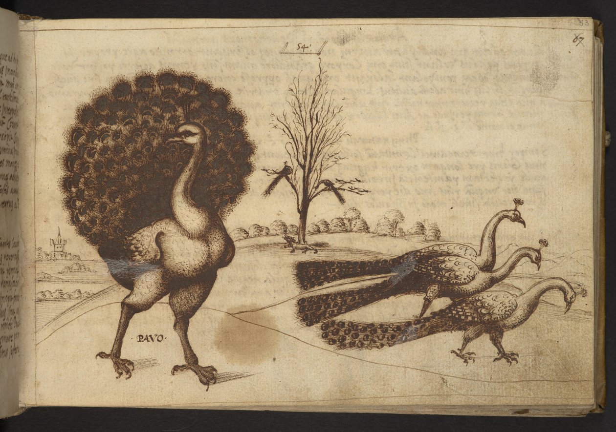 Lägg till. 82955, f.53 Påfåglar (