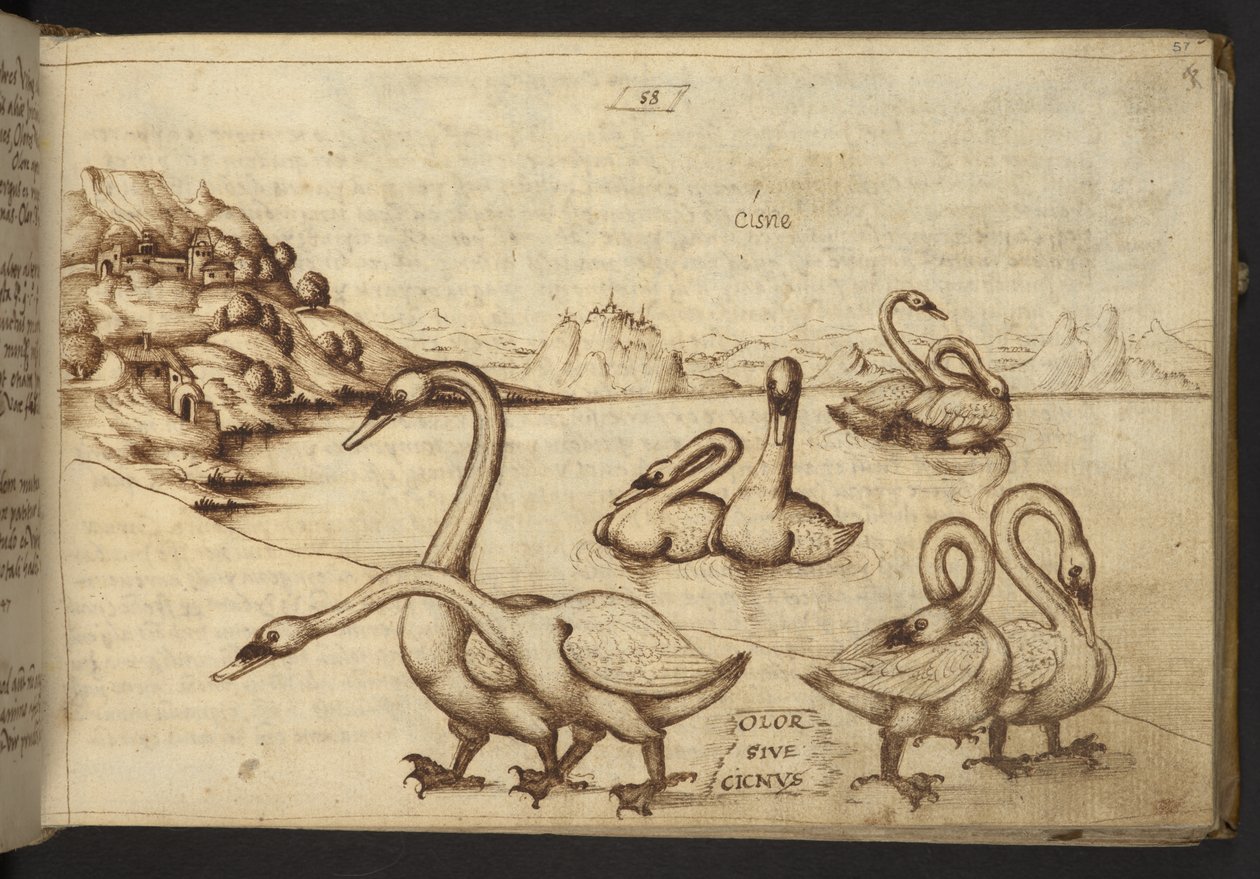 Lägg till. 82955, f.57   Svanar (