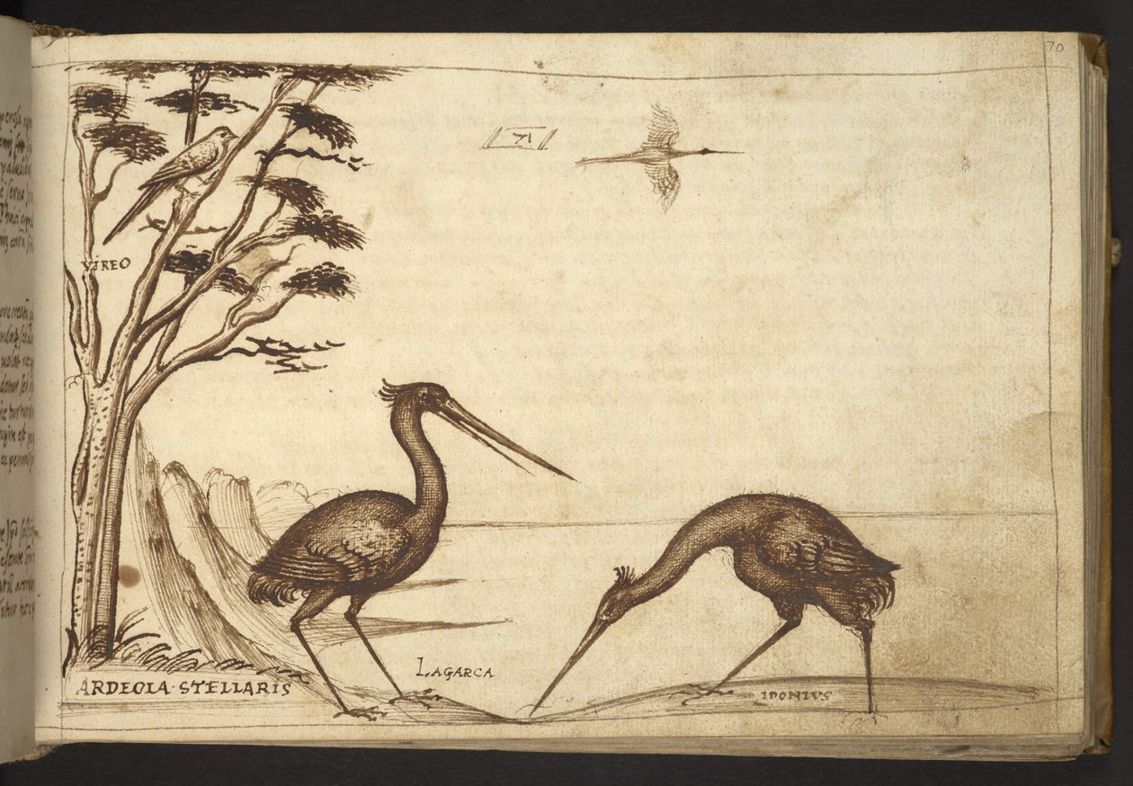 Lägg till. 82955, f.70   Heron (