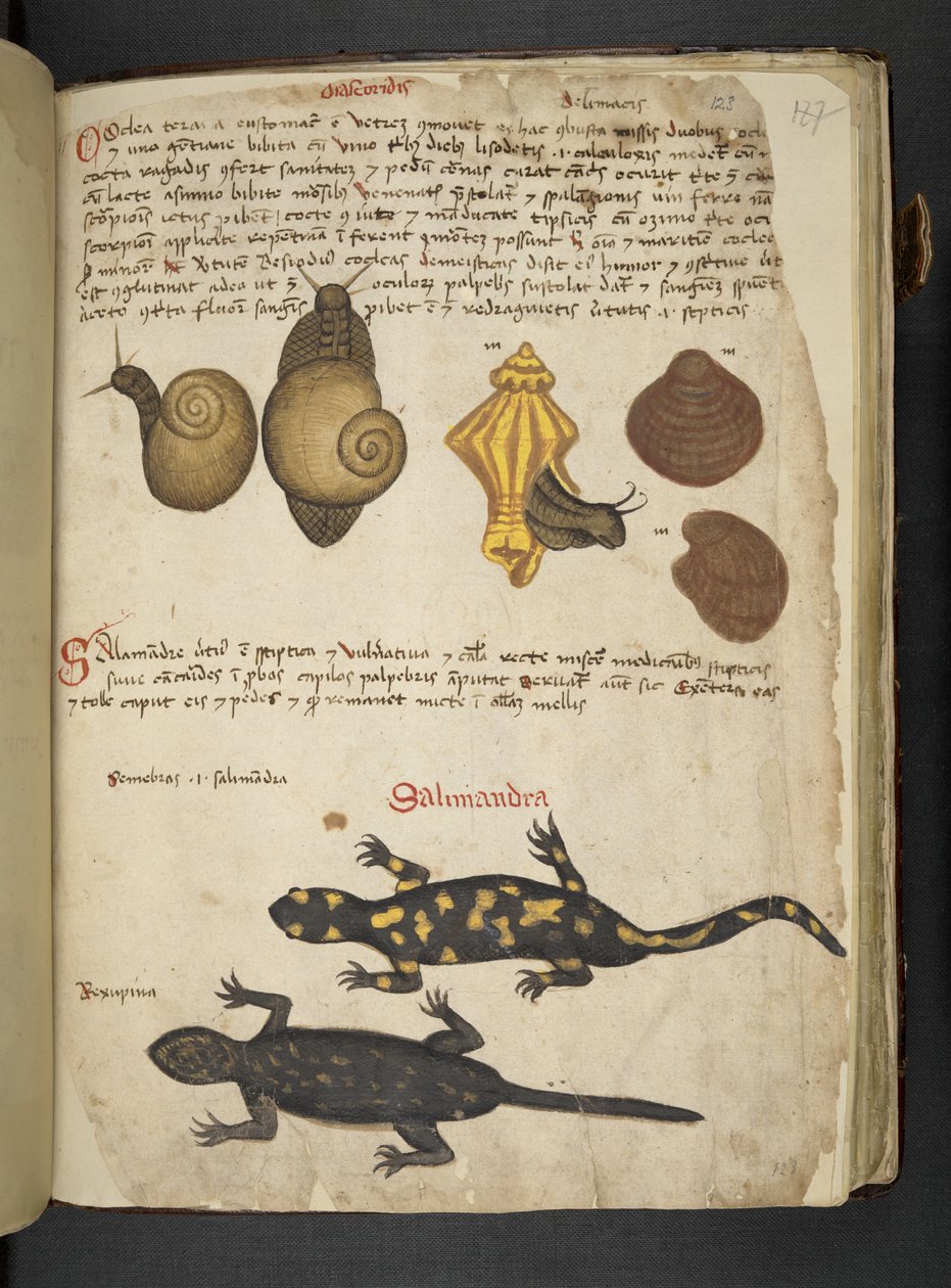 Lägg till MS 41623 Chiocciole och Salamandra, från 