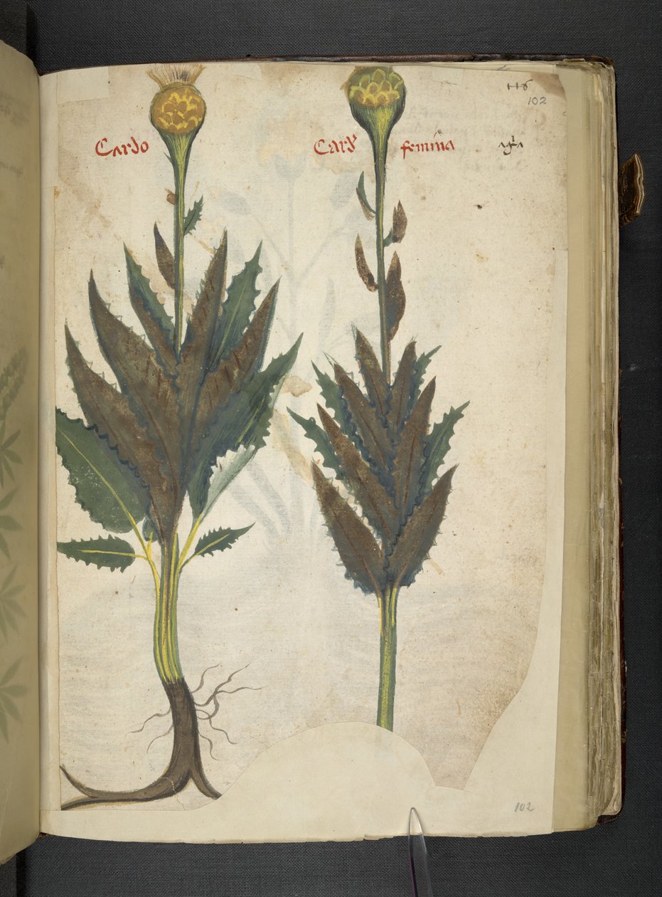 Lägg till MS 41623 f.102r Cardo 