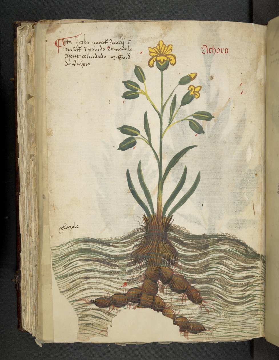 Lägg till MS 41623 f.102v Achoro, från 