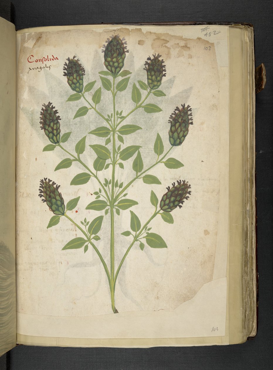 Lägg till MS 41623 f.103r Consolida, från 