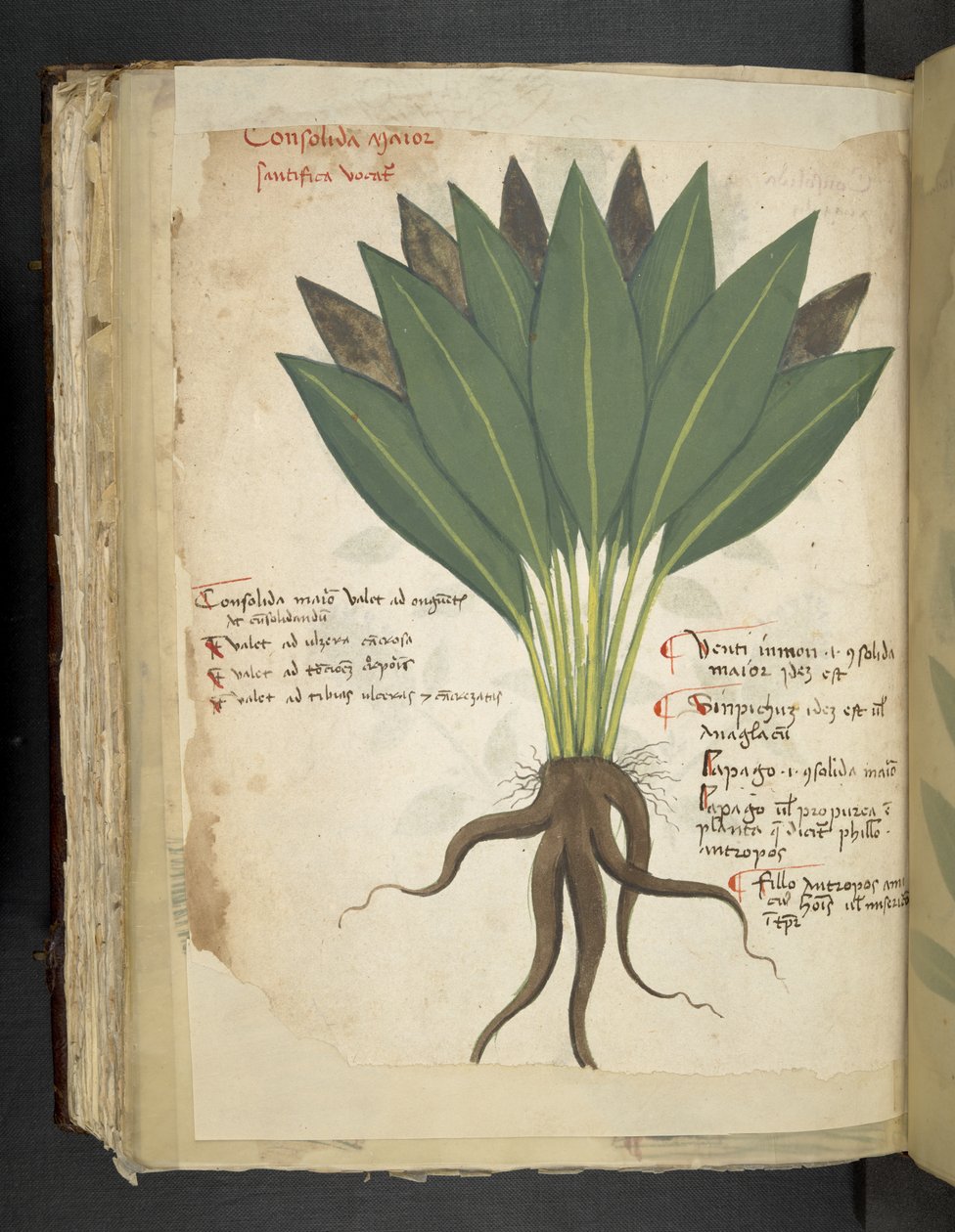 Lägg till MS 41623 f.103v Confolida, från 