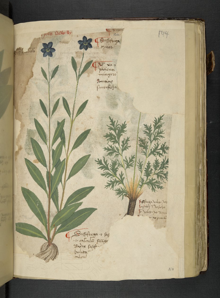 Lägg till MS 41623 f.104r Sassifraga, från 