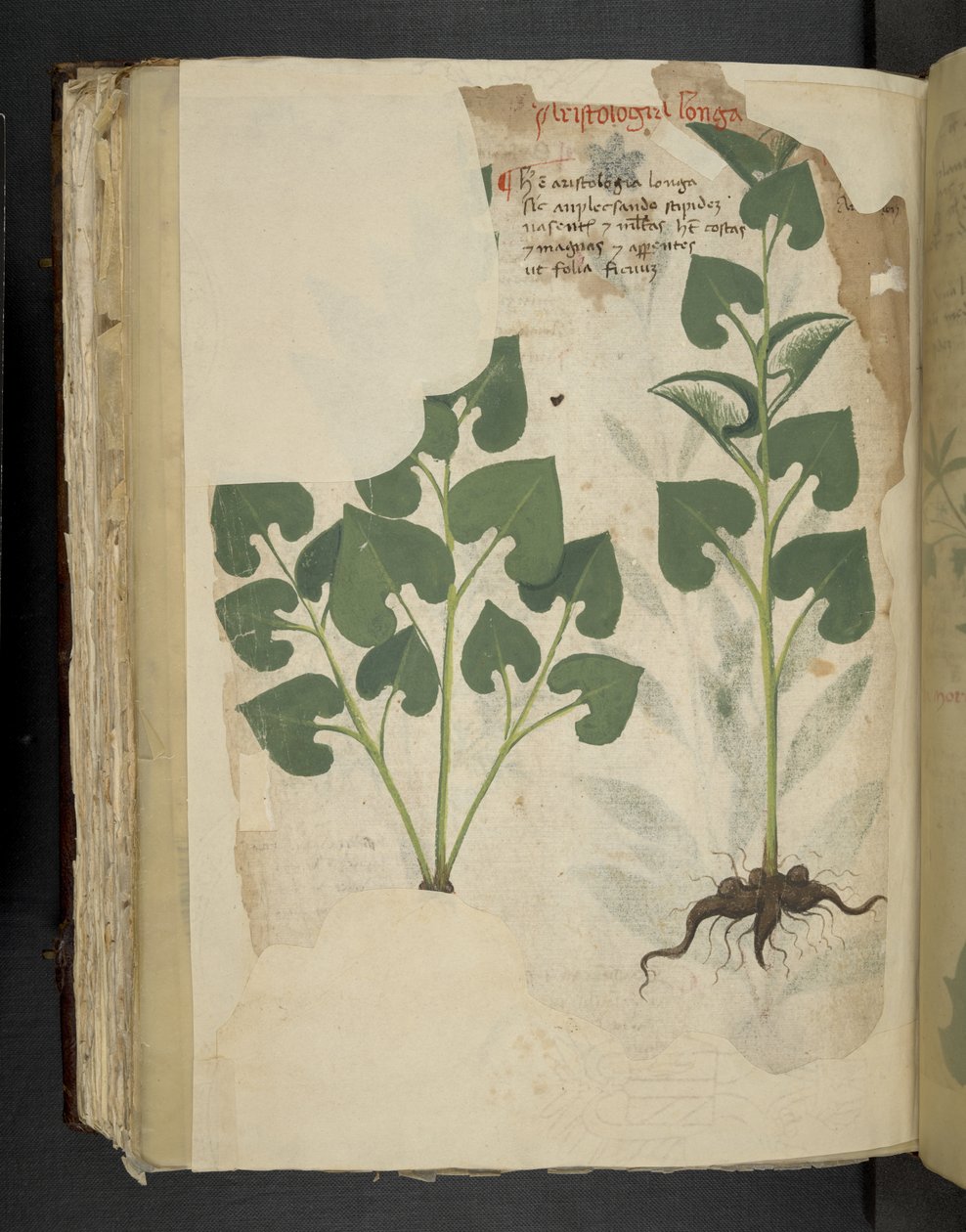 Lägg till MS 41623 f.104v Anthurium, från 