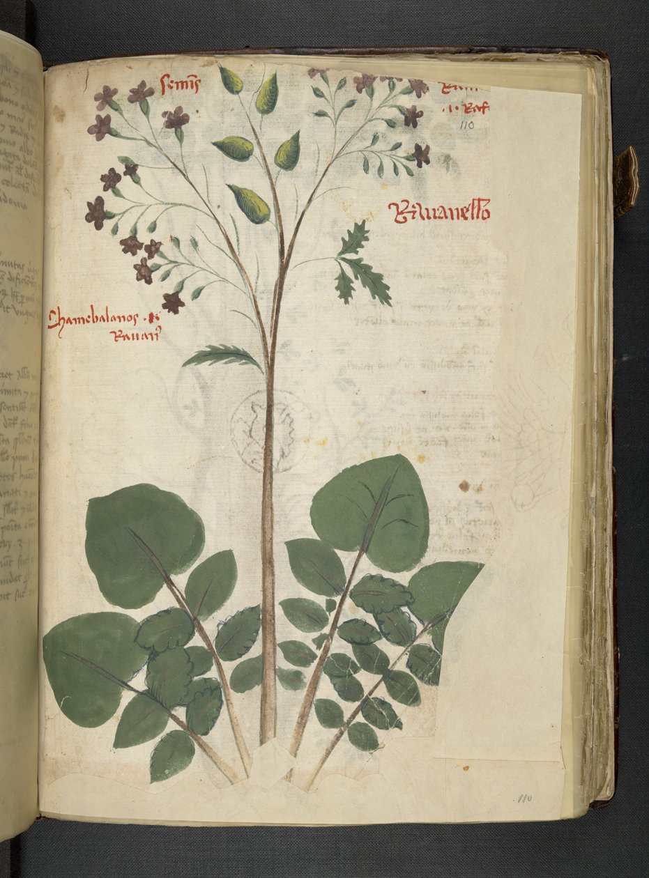 Lägg till MS 41623 f.110r 