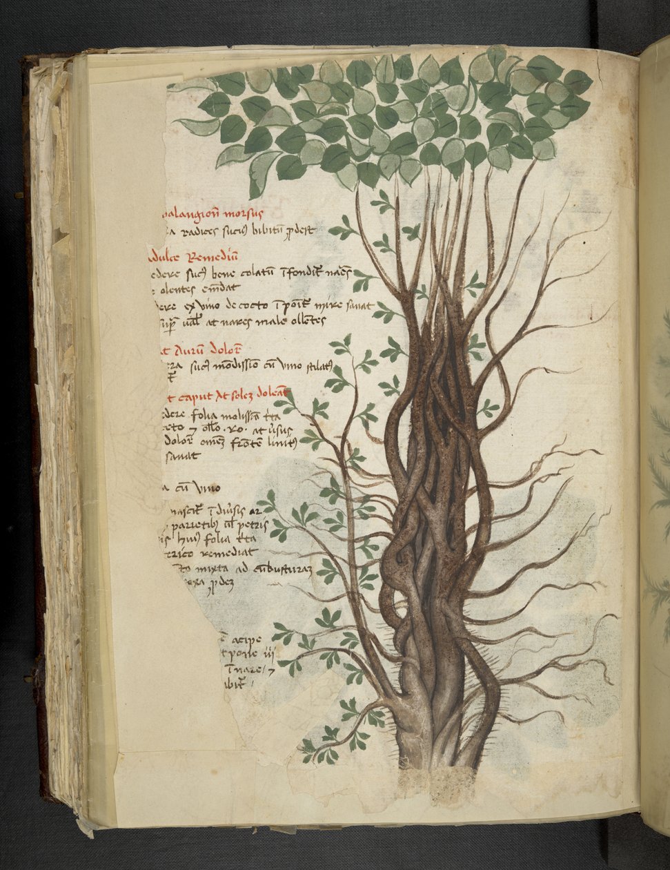 Lägg till MS 41623 f.110v mangroveträd, från en 