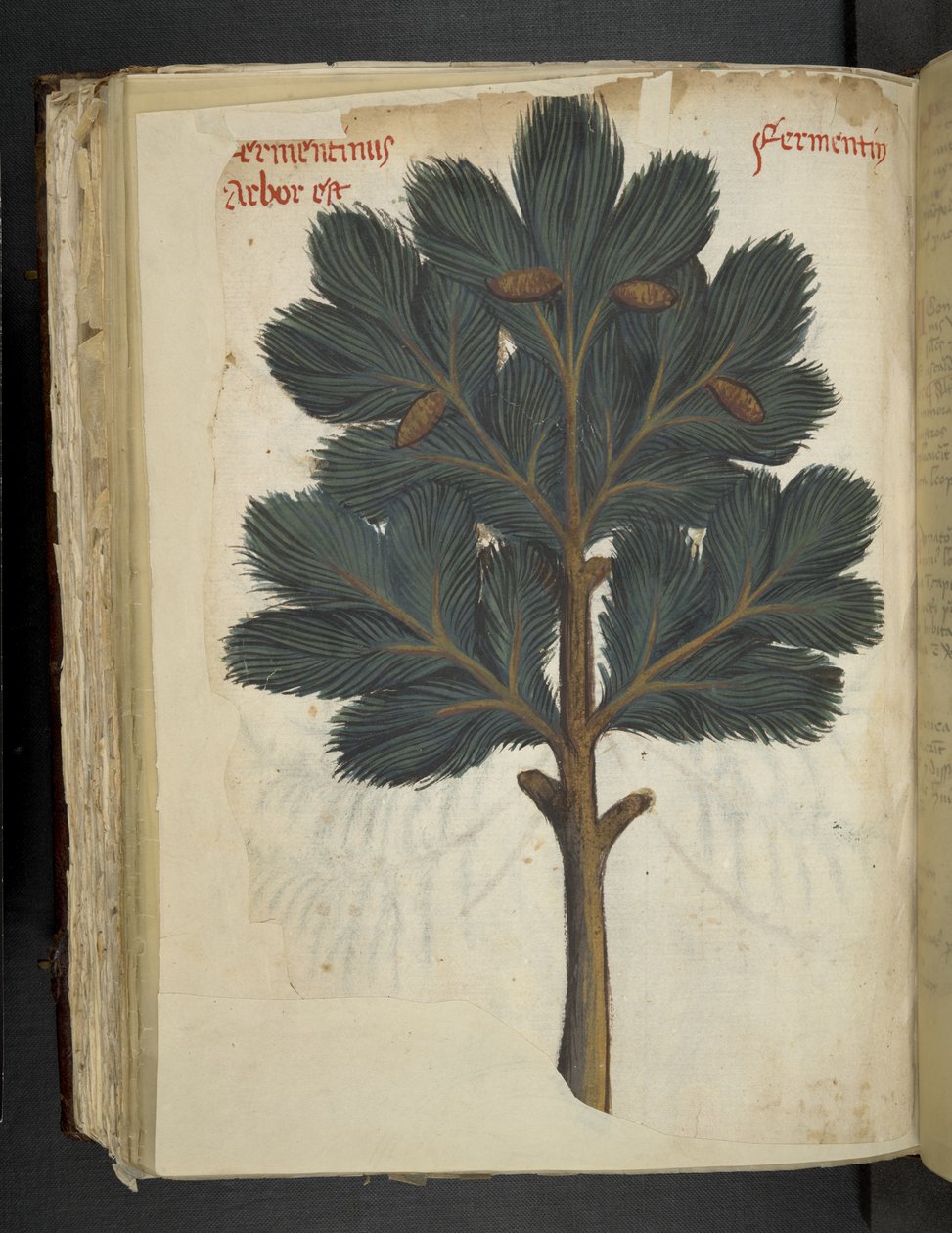 Lägg till MS 41623 f.111v Pine, från en 