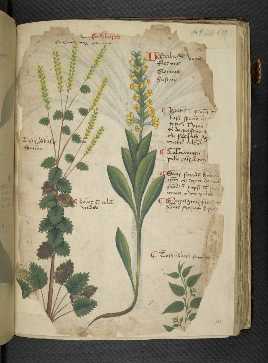 Lägg till MS 41623 f.113r 