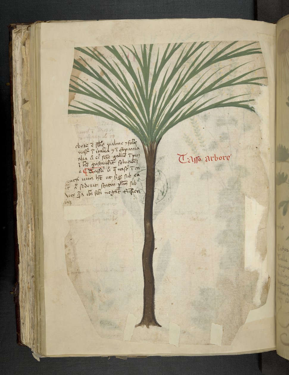 Lägg till MS 41623 f.113v Tarro Arboro, från 