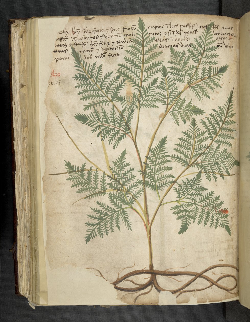 Lägg till MS 41623 f.114v 