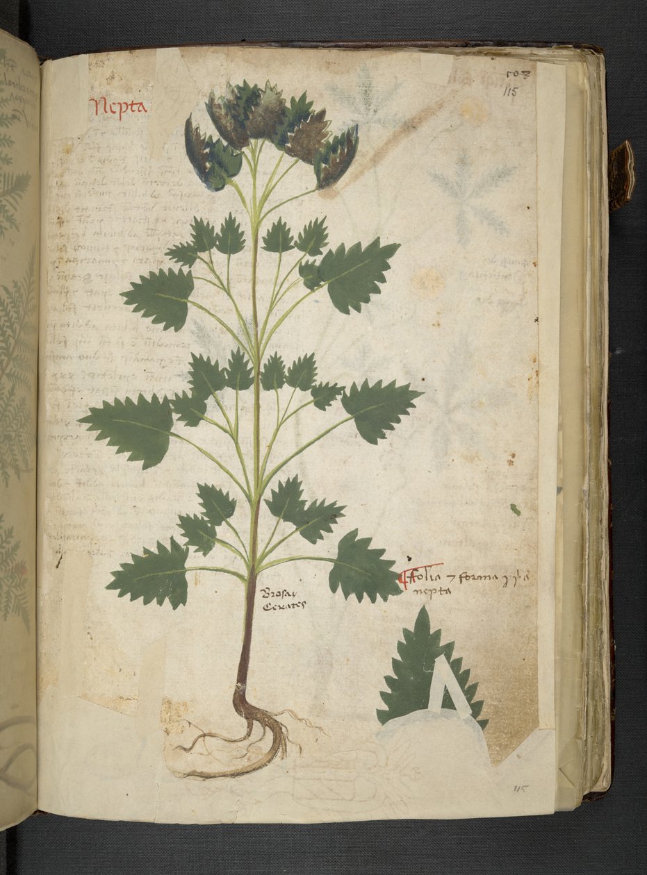 Lägg till MS 41623 f.115r Nepta, från 