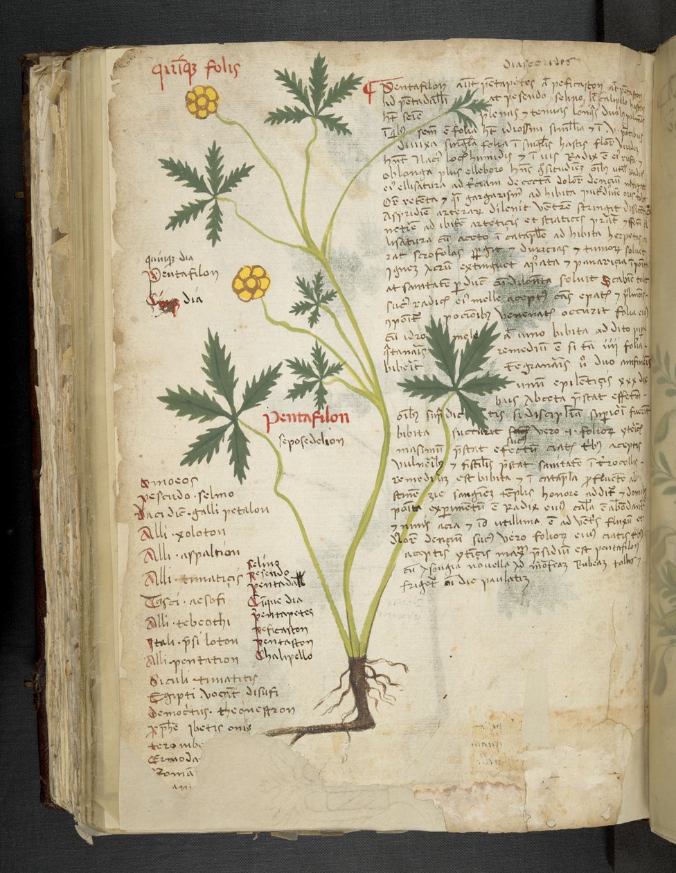 Lägg till MS 41623 f.115v Pentafilon (eller 