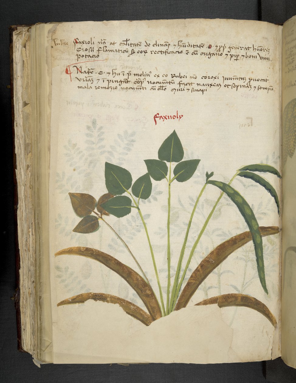 Lägg till MS 41623 f.116v 