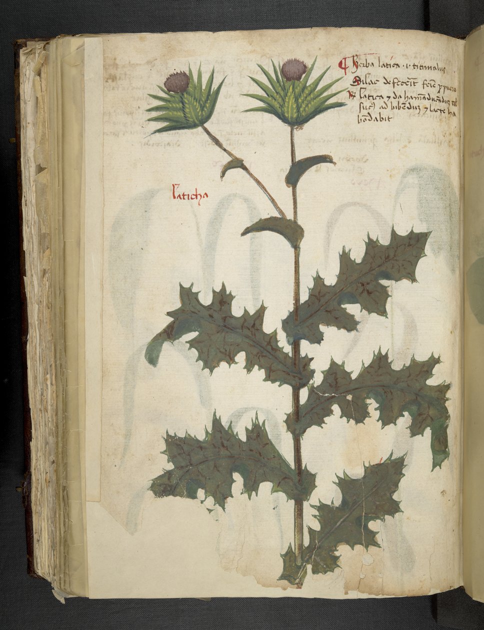 Lägg till MS 41623 f.117v Thistle 