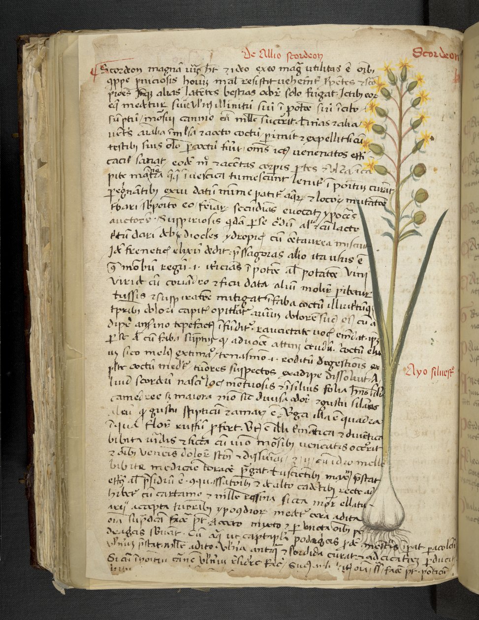 Lägg till MS 41623 f.119v 