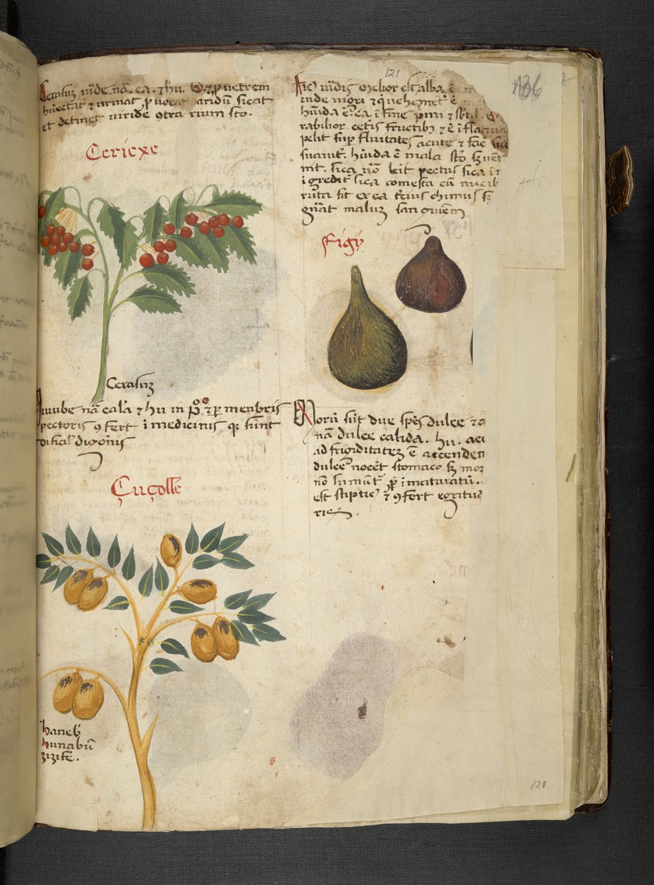 Lägg till MS 41623 f.121r Fruktträd och fikon, från 