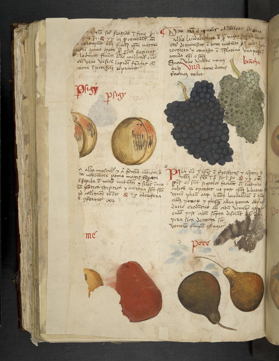 Lägg till MS 41623 f.121v Fruits, från 