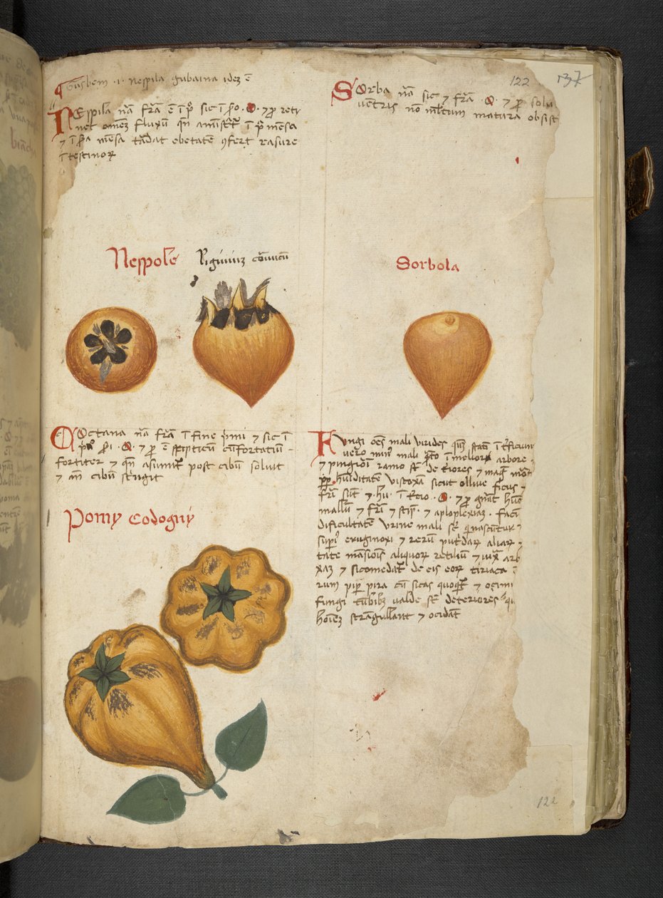 Lägg till MS 41623 f.122r Pere Cotogne och Sorbo, från 