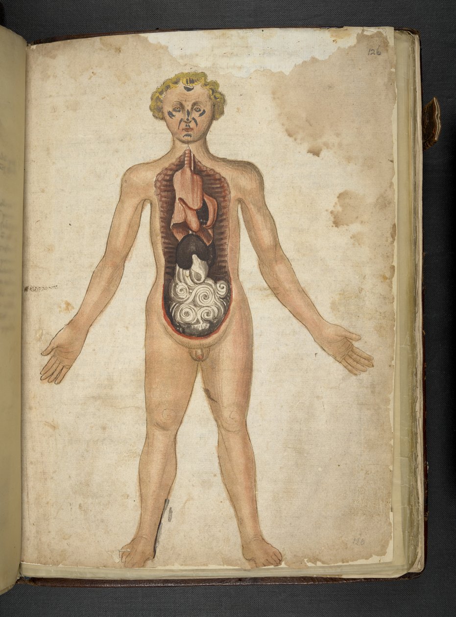 Lägg till MS 41623 f.126r En människas inre organ, från 