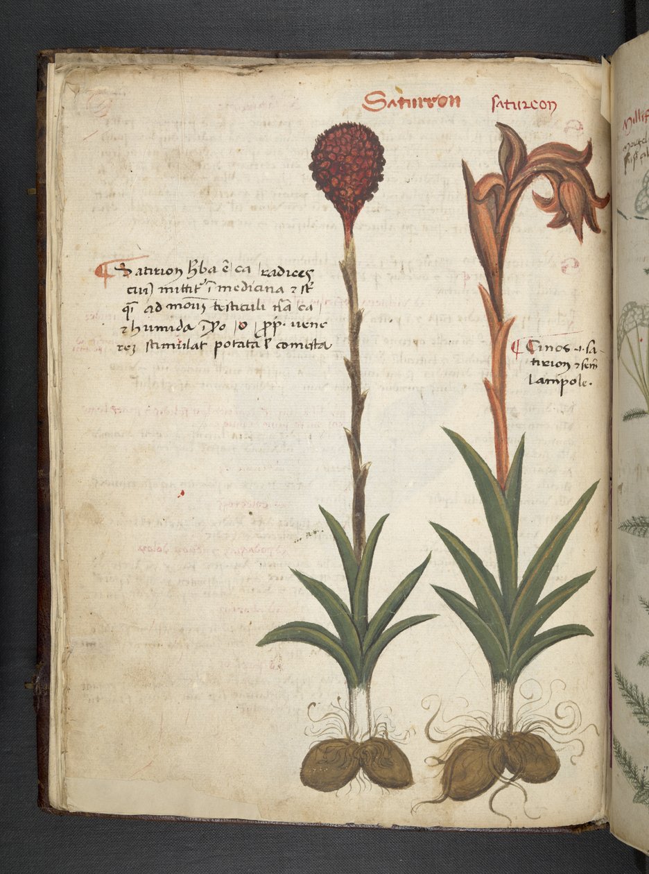 Lägg till MS 41623 f.13v A herbal, Belluno (bläck & färg på veläng) av Italian School