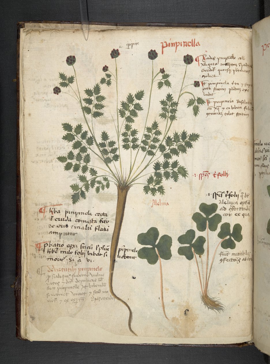 Lägg till MS 41623 f.14v A herbal, Belluno (bläck & färg på veläng) av Italian School