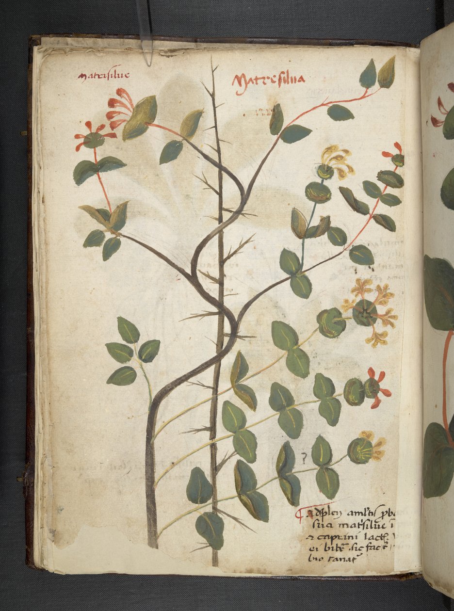 Lägg till MS 41623 f.15v A herbal, Belluno (bläck & färg på veläng) av Italian School