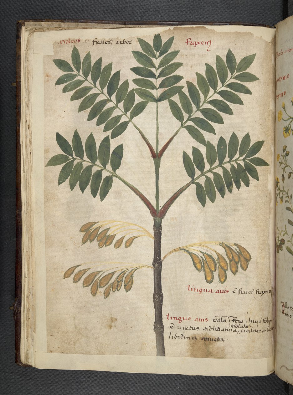 Lägg till MS 41623 f.17v A herbal, Belluno (bläck & färg på veläng) av Italian School