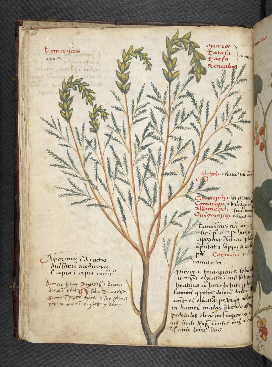Lägg till MS 41623 f.18v A herbal, Belluno (bläck & färg på veläng) av Italian School