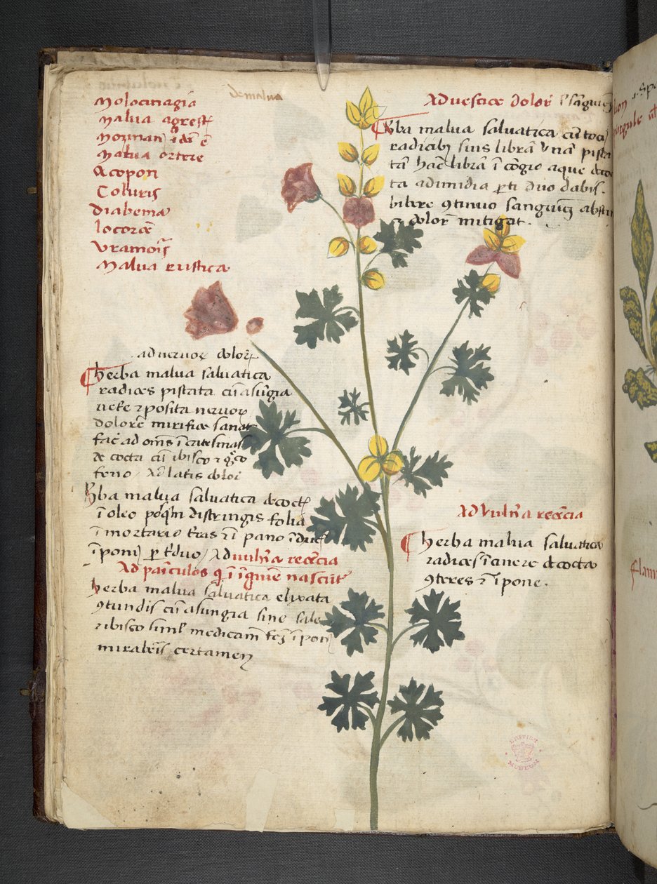 Lägg till MS 41623 f.19v A herbal, Belluno (bläck & färg på veläng) av Italian School