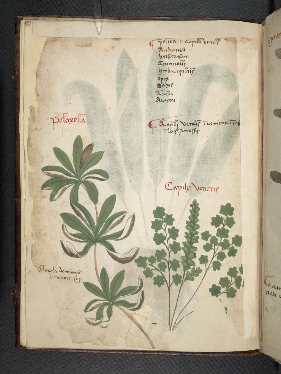 Lägg till MS 41623 f.1v A herbal, Belluno (bläck & färg på veläng) av Italian School